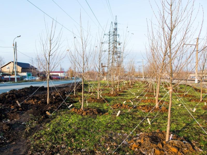 200 деревьев высадили в двух поселках Советского района Казани на месте контейнерных площадок