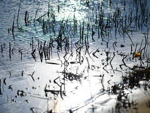 В Казани экоактивисты очистят озеро Лесное