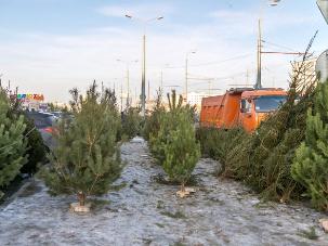 850 елок вывезено с казанского пункта сбора хвойных деревьев для переработки