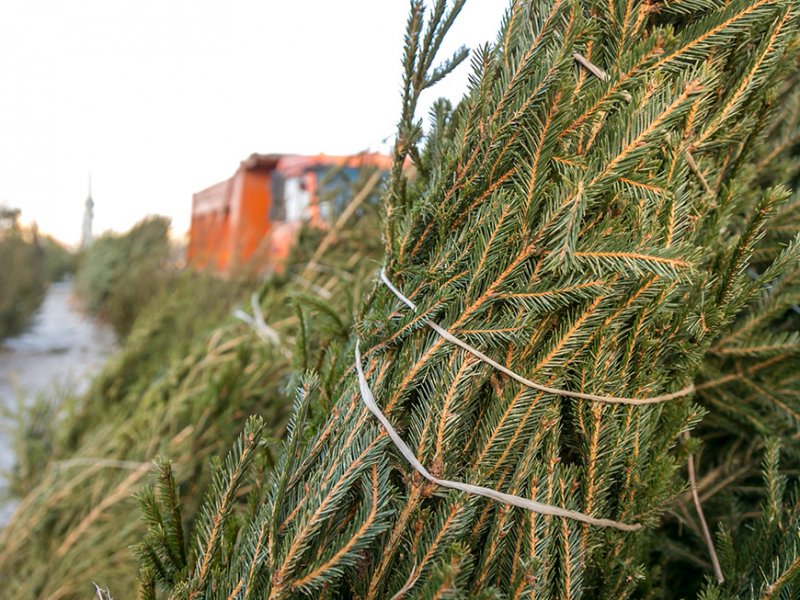 Казанцы смогут сдать новогодние елки на переработку