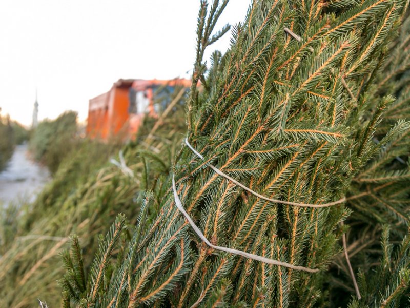 Казанцы до 25 января могут сдать елки на переработку